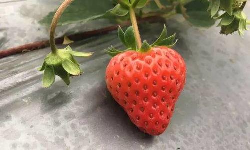 国产草莓在线
